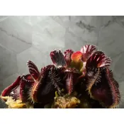 土瓶草C. follicularis