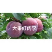 霏霏園藝大果紅肉李.4吋半盆.360元做酒  蜜餞  都很好吃
