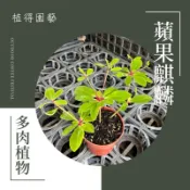 植得｜蘋果麒麟｜大戟科多肉植物