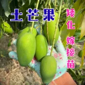 【土芒果嫁接苗】4吋盆 新手必種 市場超缺貨 陽台果園 芒果 芒果苗 樹苗 果苗 果樹盆栽 農夫 園藝 果樹盆栽