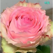 玫瑰天地 賣場3盆起才有寄送 3吋品種玫瑰苗 一箱最多8盆 希冀