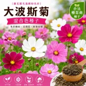 【現貨。不用再問】混色大波斯菊種子 大包裝 花海 波斯菊 混色 綜合色 種子 綠肥 景觀 浪漫 觀賞 花卉種子 混合色