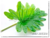 ◎花語人造花資材◎＊21吋亮面裂葉蓬萊蕉葉＊會場景觀~盆栽~造景佈置~櫥窗擺設~攝影