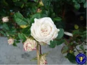 ╭＊田尾玫瑰園＊╯香花植物-玫瑰-(粉妝樓，Fun Jwan Lo)