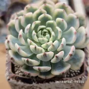 姬蓮錦🔥穩根🌵多肉植物❤️蘭心花卉