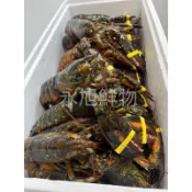 活凍❄️ 波斯頓龍蝦🦞生凍波龍 凍波 冷凍波士頓龍蝦