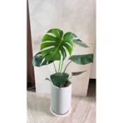 （台中盆栽免運）龜背芋室內盆栽 INS風送禮盆栽開店祝賀開店盆栽專人配送金錢樹蘭花電信蘭發財樹金錢樹開運竹專業盆栽