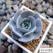 3吋方盆（白色）3吋四角盆白色