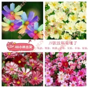 現貨 新種波斯菊種子（250粒）四季種植 格桑花種籽 波斯菊 盆栽庭院 大波斯菊種子 花種子室內外庭院種植 花海 觀賞