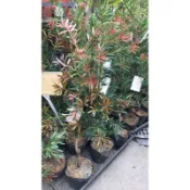 方方園藝-大紅袍羅漢松.5吋.400元一棵