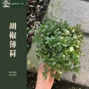 【青嶼】胡椒薄荷｜清涼系薄荷植物｜泡茶香草・微辛涼感｜陽台好養香草盆栽｜Mentha × piperita