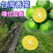 台灣香檬苗 無刺🟡矮化嫁接盆栽🟡施肥+矮化+快速產果 檸檬 甜檸檬 檸檬苗 樹苗 果苗 矮化果樹 矮生盆栽 水果苗