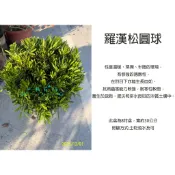 心栽花坊-羅漢松/圓球/7吋植袋/綠化環境/綠籬植物/售價800特價700