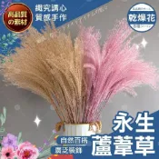 (店+)【織心手作】永生蘆葦草 乾燥花 不凋花 永生花 居家佈置 手作花材 乾燥花材仿真花 捧花迷你花材 手帳裝飾