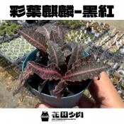《花田多肉II》🌵【彩葉麒麟-黑紅】 3吋盆 多肉植物/大戟科/麒麟/戶外植物