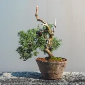 漂亮扭轉小品真柏盆栽 松柏迷你盆栽 植栽 手工盆小盆栽