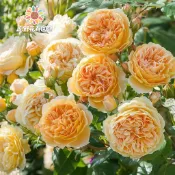 青禾園藝-王妃爬藤玫瑰種子（MG-45）Rose黃色大花薔薇花月季種子庭院陽台灑下就能活懶人觀賞花卉花海種子#自留種