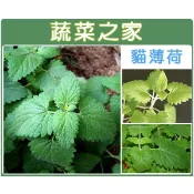 【蔬菜之家】K14大包裝.貓薄荷種子5克 (約5500顆)(香草種子)