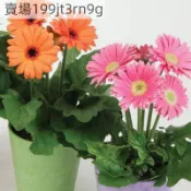 現貨🏵️重瓣非洲菊種子（250粒）重瓣非洲菊花種子 四季易種活陽臺室內室外盆栽花卉種子易種觀賞懶人大菊花七色花多年生