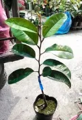 花田厝_水果苗—果凍牛奶果(嫁)--花果香氣~清甜口感/4.5吋高約25-30cm