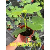 無花果苗：大果實熱銷【翊鼎黑帝王、金色彩虹、黑札達爾、新加州黑、斯特拉、金傲芬、芭勞奈、波姬紅、綠虎、紅顏、比爾】