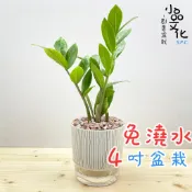 小品文化｜金錢樹 4吋盆栽｜免盆澆水栽 觀葉植物 室內植物 桌上盆栽 懶人盆栽 自動吸水盆栽 質感植栽｜仿瓷盆