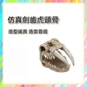 ★爬蟲新樂園★[台灣現貨]仿真劍齒虎頭骨 鱷魚頭骨 躲避洞 幫助爬蟲脫皮 鱷魚化石 造景 守宮 蜥蜴 蛇 陸龜 水族