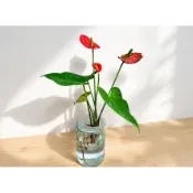 盆栽 紅火鶴 火鶴花 觀花植物 3吋盆盆栽 紅火鶴 火鶴花 觀花植物 水培植物