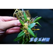 茉香石斛蘭  茉莉香石斛 已上板  四季會開花 蘭花上板 鹿角蕨上板  迷你蘭花上板(蝴蝶蘭， 檀香石斛，麝香石斛)