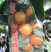 花花世界-水果果苗 **黃金砂糖橘同無籽黃金砂糖橘(嫁接苗)**4.5吋盆/高30-50cm/MA