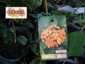 ╭＊田尾玫瑰園＊╯優良桂花--(晶鑽桂花)