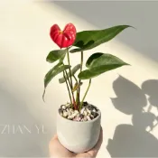 紅火鶴 火鶴花 室內植物 觀葉植物 開花植物 園藝 植栽 觀花植物 懶人盆栽 創意花盆
