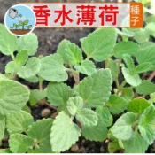 ［香草盆栽入門］香水薄荷種子 檸檬薄荷 可泡茶驅蚊 室內陽台好種 香草植物 療癒香氛 廚房香料 綠手指必備 易活盆栽
