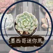 墨西哥迷你馬 - Wayne多肉/一吋盆多肉/多肉植物/婚禮小物/組盆/療癒小物/韓肉品種