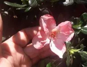 花田厝_圍籬觀賞植物—櫻桃紅杜鵑--栽植綠化美化~漂亮重瓣/8吋高約30-50cm