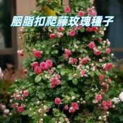 【胭脂扣爬藤玫瑰種子】蔓性薔薇 四季開花 庭院圍籬 陽台盆栽 香花植物 台灣現貨 易種植 花牆造景 浪漫花瀑