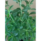 🌸植plant&flowet~甜菊  甜草  糖草  甜菊糖  代糖植物