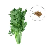 (店+)【蔬菜之家】F06-1.美國青莖西洋芹菜種子0.8克約2000顆株型粗壯，帶有光澤及亮度，葉柄寬闊肥