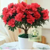 【台灣經典美】杜鵑花種子｜陽明山花季主角｜平地盆栽也開花｜挑戰從種子養成滿樹燦爛｜附超簡單發芽法｜現貨稀有