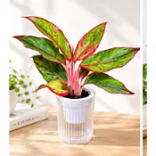 極光粗肋草 火鶴花 金錢樹 自動吸水盆一組(植物+吸水盆)聖誕紅  一品紅 3吋盆 觀葉植物 室內盆栽 吸水盆 植物