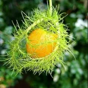 毛西番蓮/果實種子12粒12元
