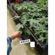 矮種紅妃木瓜苗 (黑軟袋苗 )🥗 水果盆栽 🥗