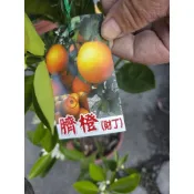柳丁/帝王柑/紅肉柳丁/砂糖橘/財丁/黃金砂糖橘/佛利蒙水果盆栽🍇定價800元8吋盆