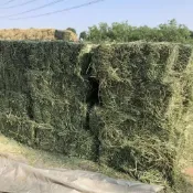 【毛孩專屬牧草堂】牧草批發大份量25公斤草捆提摩西一割百幕達苜蓿燕麥草兔子龍貓豚鼠荷蘭豬牛羊馬牧草