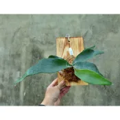 🌵植球對蕨🌿〖飛馬鹿角蕨 P. Pegasus〗鹿角蕨 療癒植物 文青植物、蕨類植物(亞猴 女王 象耳 細菌)