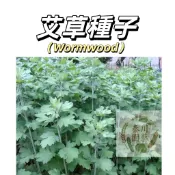 嘉義現貨（艾草種子 ）艾蒿艾葉蒿子種子 香味濃郁驅蚊野生中草藥種子~高產四季野菜種子~灑下就活庭院盆栽地栽好養