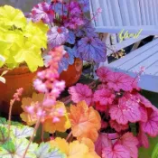 ✔💯【彩葉草種子 】【 礬根花種子】適合新手易活種籽 春播種植觀葉植物 五彩蘇陽台庭院花鏡盆栽景觀綠化礬根花彩色花
