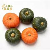 現貨隔日寄 迷你栗子南瓜混合種子  紅/深綠色  陽台盆栽好種植 自產自足 在家也能收穫超香甜的日系小南瓜 南瓜種籽