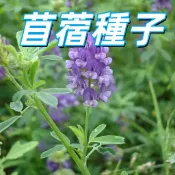 台灣現貨【苜蓿種子】紫花苜蓿籽 苜蓿芽種 水耕盆栽陽台種植 新鮮非基改無農藥 發芽率高 新手適用 簡單種植