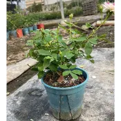 《小鹿斑比》7吋控根盆 🌹 玫瑰花盆栽苗 🌹 玫瑰苗 🌹 玫瑰花苗 🌹 玫瑰盆花 🌹玫瑰花🌹
